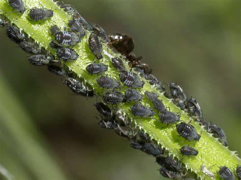 colonie de pucerons noirs sur une tige de plante grasse