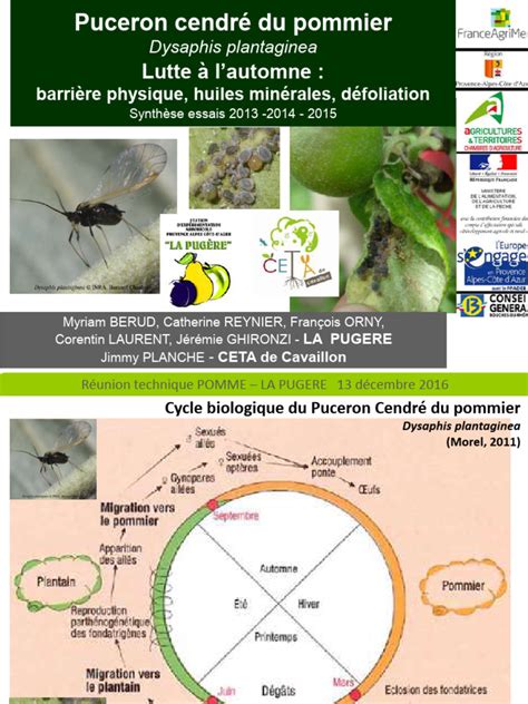 schéma illustrant le cycle de vie du puceron et les dégâts sur une feuille