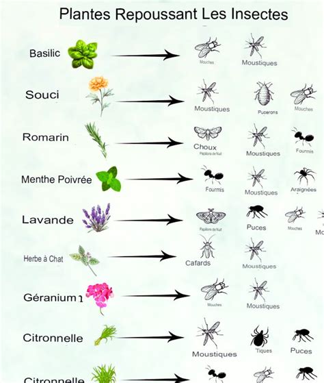 infographie sur les plantes compagnes répulsives contre les pucerons