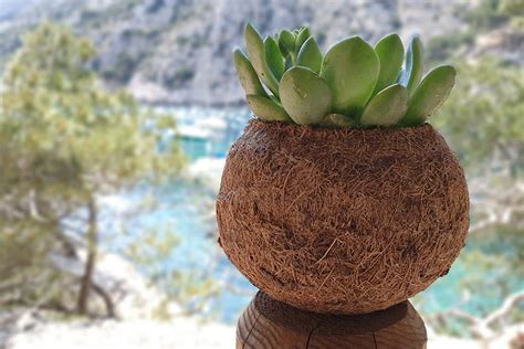 plante en pot avec fibre de coco