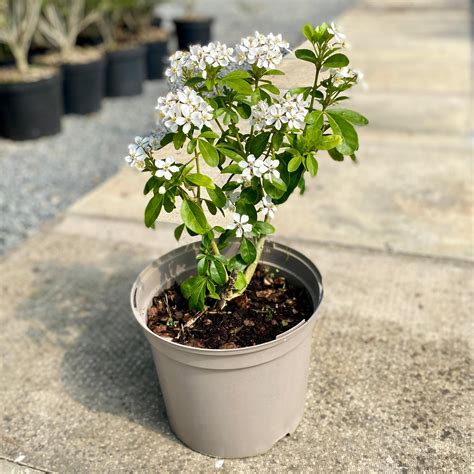 Jeunes plants de Choisya en pots individuels après enracinement