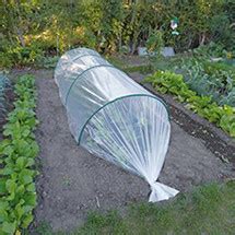 Photo montrant l'utilisation de voiles de forçage pour protéger les jeunes plants d'oignons
