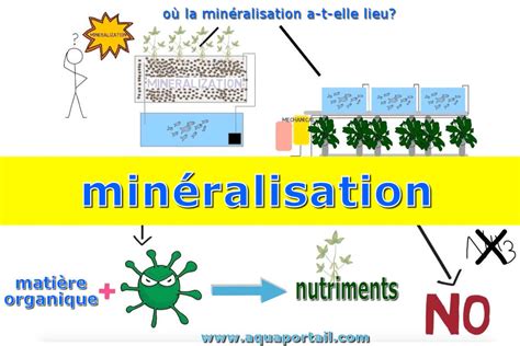 Infographie comparant la minéralisation des engrais organiques et minéraux