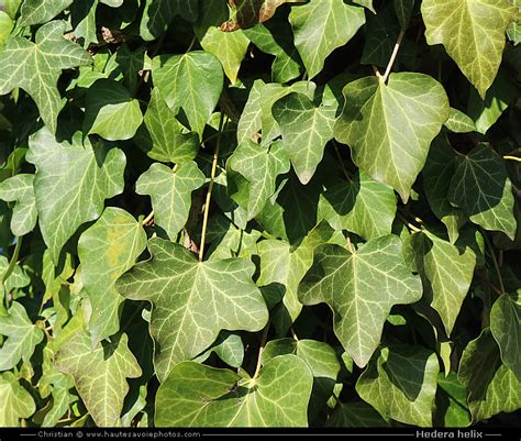 Illustration montrant des feuilles de lierre grimpant (Hedera helix) en gros plan