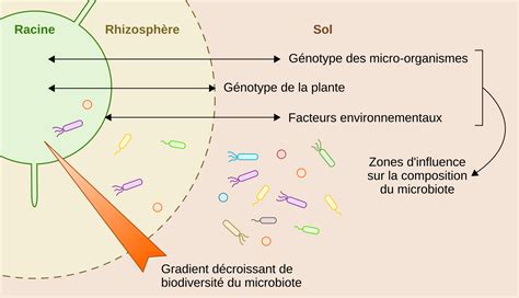 Schéma explicatif illustrant la couche de foin et la vie microbienne du sol en phénoculture