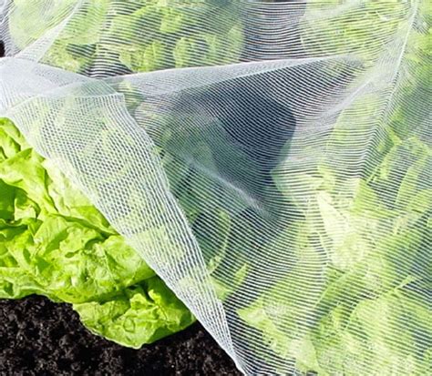 Schéma montrant l'installation de filets anti-insectes sur des rangées de légumes