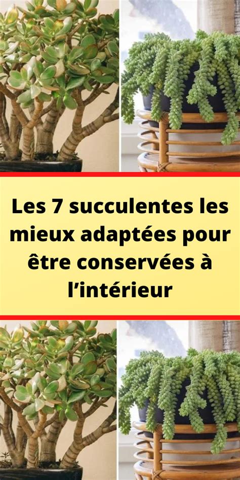 Schéma illustrant l'exposition graduelle au soleil pour les succulentes