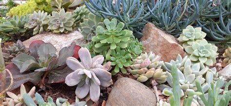 Composition artistique de succulentes dans une rocaille