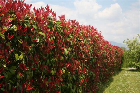 Photinia x fraseri Red Robin dans une haie décorative