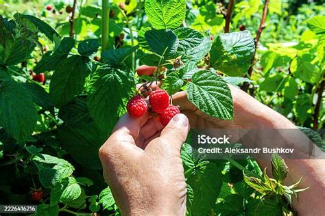 Récolte de framboises fraîches dans un jardin