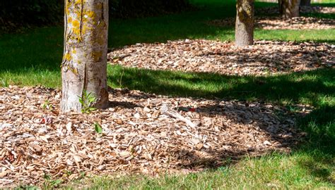 Illustration montrant une couche de copeaux de bois fraîchement déposée au pied de jeunes arbustes dans un jardin bien entretenu.