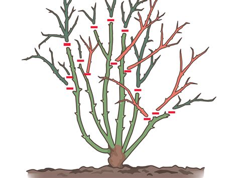 Illustration d'un rosier buisson avant et après la taille