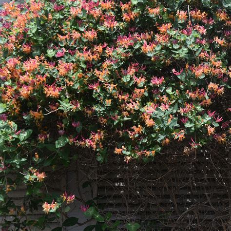 Chèvrefeuille Goldflame en pleine floraison sur un treillage