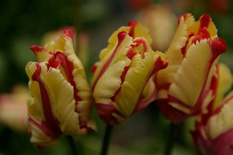 Tableau comparatif des différentes variétés de tulipes et leurs besoins en exposition et sol