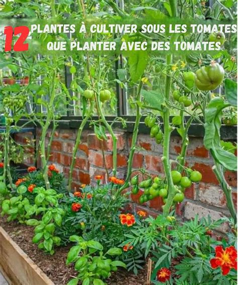 Infographie montrant les plantes à éloigner des tomates
