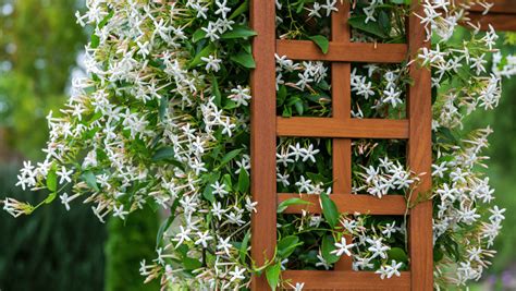 Photo d'un jasmin en fleurs palissé sur un treillis en bois