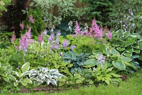 Un jardin boisé aménagé avec des plantes vivaces d'ombre sèche
