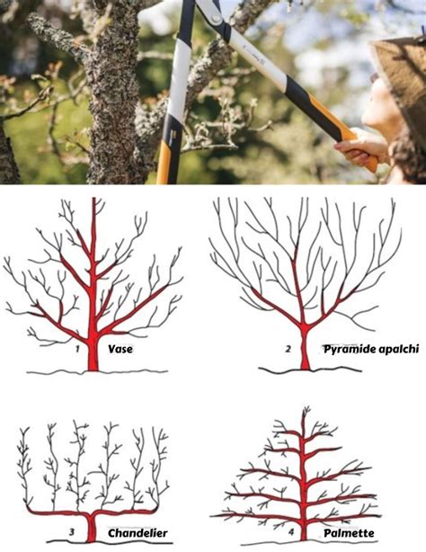 Schéma montrant l'inclinaison des branches pour favoriser la floraison