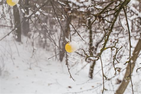 Schéma illustrant la structure d'un bulbe en dormance et ses réserves nutritives