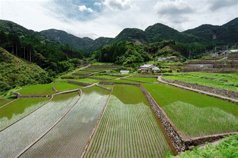 Portrait de Masanobu Fukuoka dans ses rizières au Japon