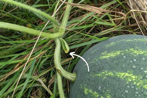 Gros plan sur la vrille sèche d'une pastèque mûre