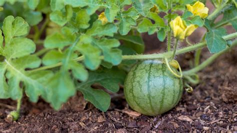 Schéma illustrant la taille d'un plant de pastèque
