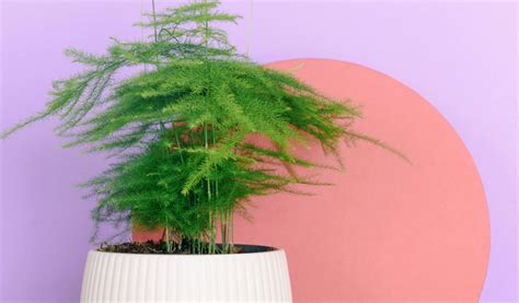 Asparagus en intérieur