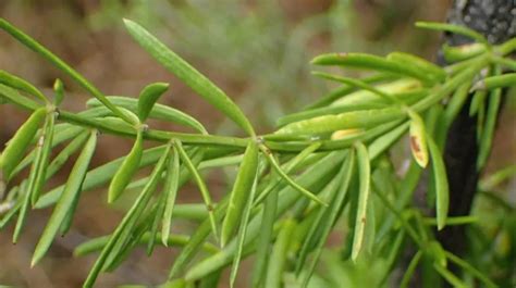 Comparaison des variétés d'Asparagus