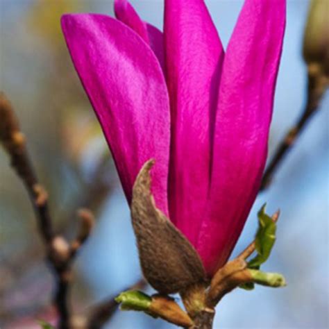 Magnolia Susan en fleurs au printemps
