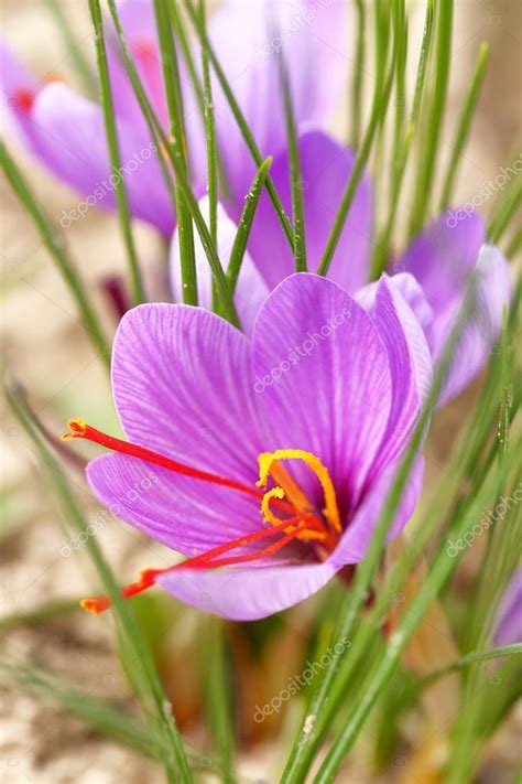 photographie d'une récolte matinale de fleurs de safran dans un jardin