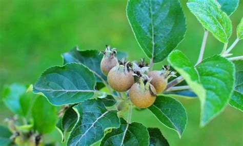 éclaircissage des pommes