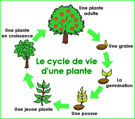 schéma illustrant le cycle de vie des adventices et les méthodes de contrôle naturel