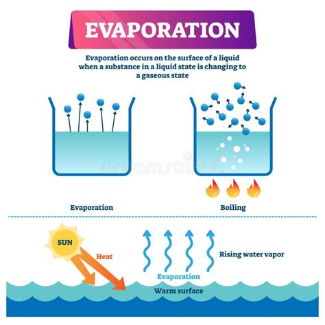 Schéma illustrant la réduction de l'évaporation grâce au paillage