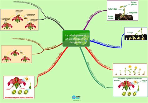Schéma explicatif de la disposition des plantes en bordure selon leur taille et exposition