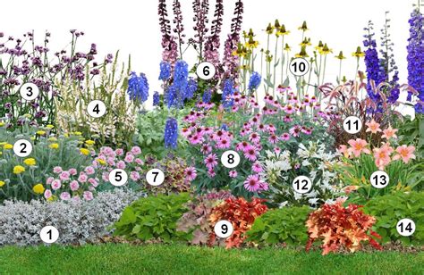 Exemple de bordure mixte avec bergénias et bruyères