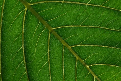 feuille de rhododendron chlorosée avec nervures vertes