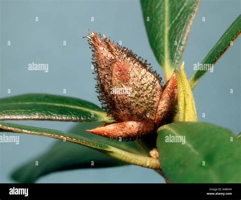 boutons de rhododendron atteints de bud blast