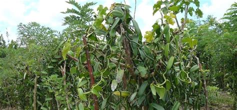Plan de vanillier en pleine croissance avec ses racines aériennes s'accrochant à un tuteur en fibre de coco