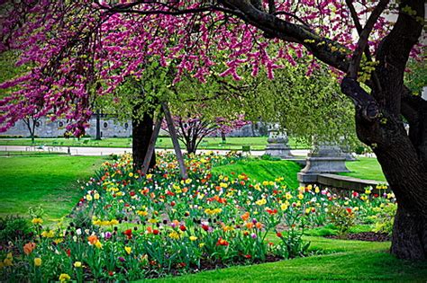 Un jardin printanier français avec des tulipes et des narcisses en pleine floraison