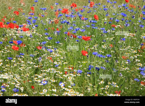 Champ de fleurs sauvages avec des coquelicots et des bleuets