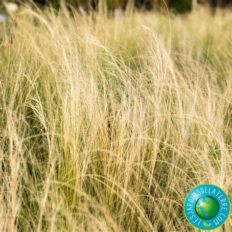 Champ de Stipa tenuissima ondulant sous une brise légère