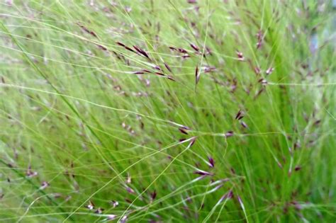 Gros plan sur les inflorescences plumeuses d'une Stipa