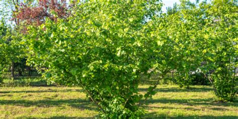 Taille d'un noisetier au printemps