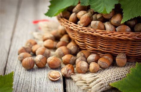 Noisettes fraîchement récoltées