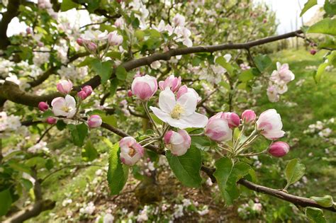 Arbres fruitiers en fleurs
