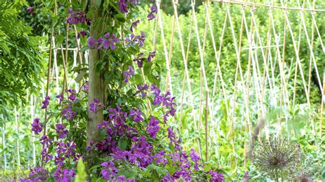 Schéma comparatif des systèmes d'accroche des plantes grimpantes