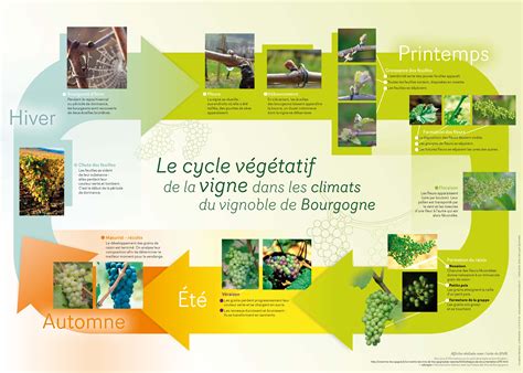 Schéma illustrant le cycle végétatif des arbres fruitiers en altitude par rapport à la plaine