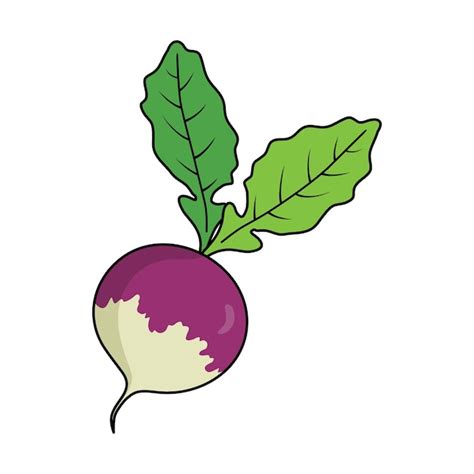 Illustration du navet Globe Saint-Benoît