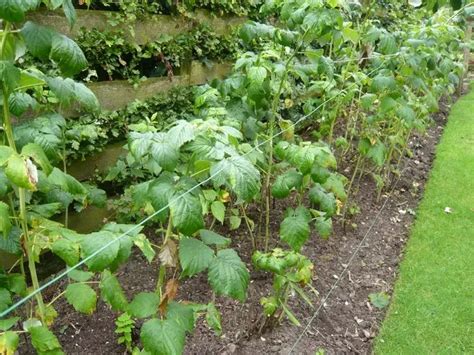Planter des framboisiers en rangées dans un jardin potager