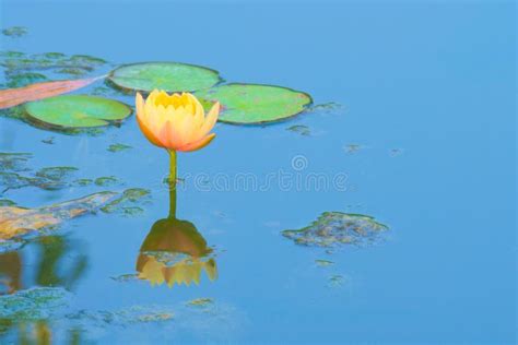 fleur de lotus en pleine floraison dans un étang asiatique